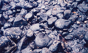海岸に漂着した重油は、岩場にベットリとシート状にへばり付いており、めくって取ることができるぐらい堆積